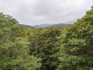 Discover a serene escape with this stunning view of rolling, tree-covered mountains under a misty sky.