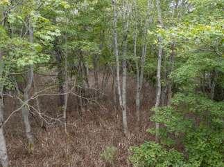Discover the natural beauty surrounding this property, featuring a lush forest with mature trees and vibrant green foliage.