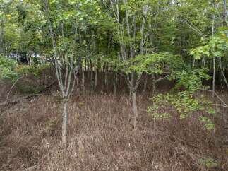 Discover a serene natural setting with this property, featuring a lush forest backdrop and abundant greenery.