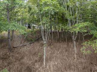 Discover the natural beauty surrounding this property, featuring a lush forest with mature trees and dense undergrowth.