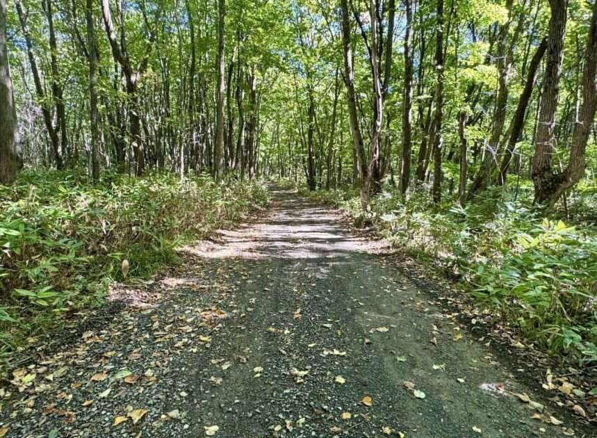 Discover this serene forest path, perfect for tranquil walks and outdoor recreation.