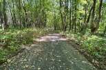 Discover this serene forest path, perfect for tranquil walks and outdoor recreation.