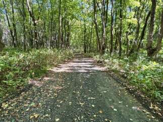 Discover this serene forest path, perfect for tranquil walks and outdoor recreation.