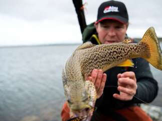 Experience the thrill of the catch with this impressive brown trout, a testament to the abundant fishing opportunities in this serene lakeside location.