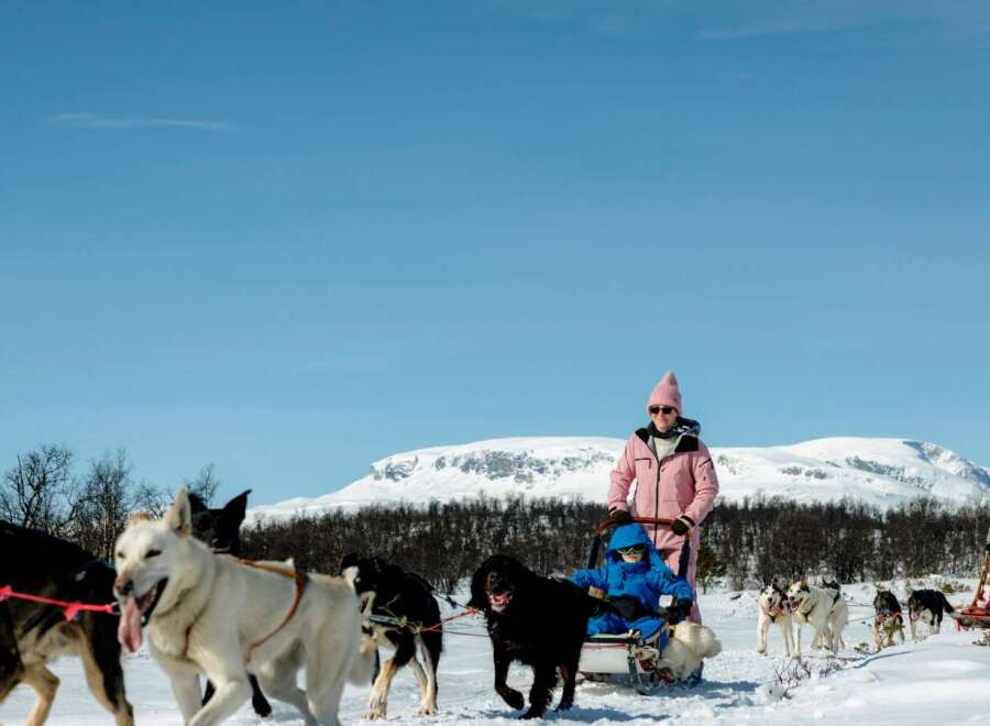 Experience the thrill of a lifetime with an exhilarating dog sledding adventure through a pristine winter wonderland.