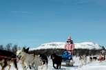 Experience the thrill of a lifetime with an exhilarating dog sledding adventure through a pristine winter wonderland.