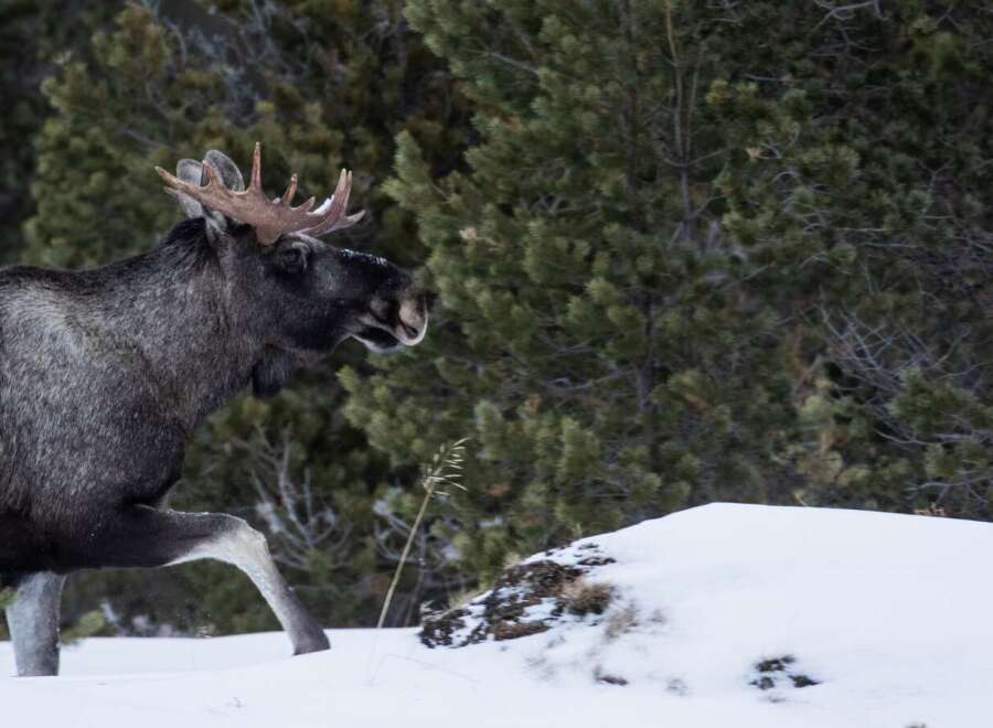 Experience the serene beauty of winter with this majestic moose.
