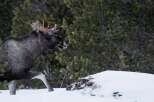 Experience the serene beauty of winter with this majestic moose.