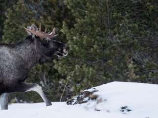 Experience the serene beauty of winter with this majestic moose.