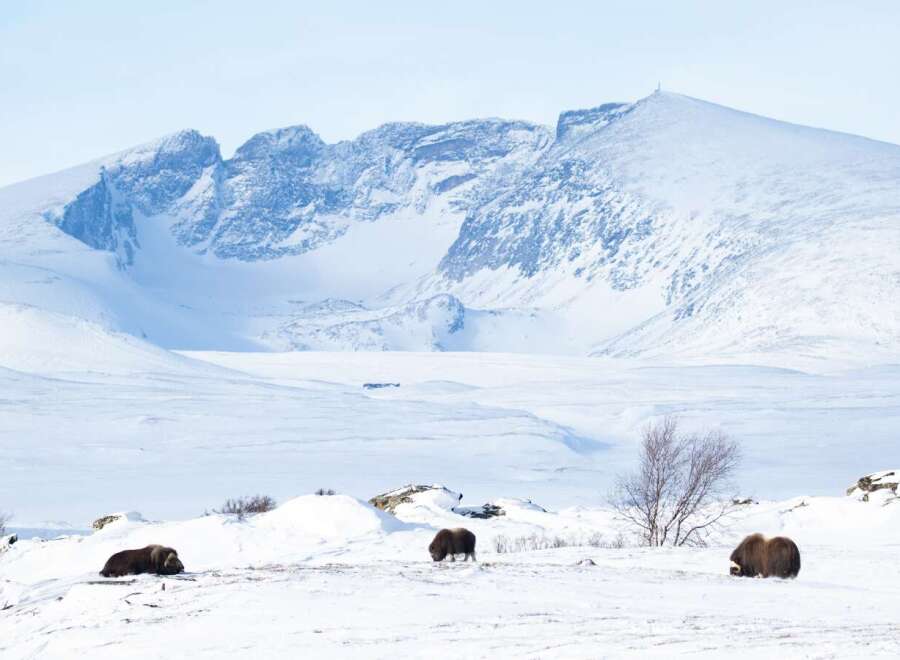 Experience the serene beauty of this arctic landscape, featuring majestic musk oxen roaming freely in a pristine snow-covered terrain.