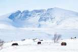 Experience the serene beauty of this arctic landscape, featuring majestic musk oxen roaming freely in a pristine snow-covered terrain.
