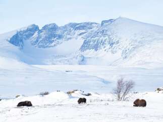 Experience the serene beauty of this arctic landscape, featuring majestic musk oxen roaming freely in a pristine snow-covered terrain.