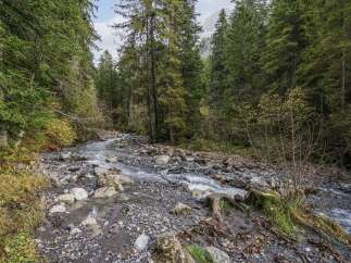 Discover a serene escape with this picturesque forest scene, featuring a babbling brook winding through a rocky terrain.