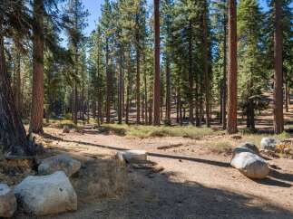 Discover this serene forest setting, perfect for a peaceful retreat or a nature-inspired lifestyle.