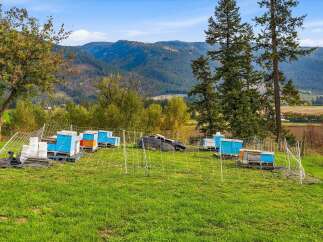 Discover this picturesque property featuring a thriving apiary with multiple beehives set against a stunning mountain backdrop.