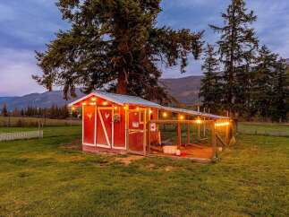 This charming red chicken coop, complete with a fenced run and decorative string lights, offers a cozy and secure home for your flock.