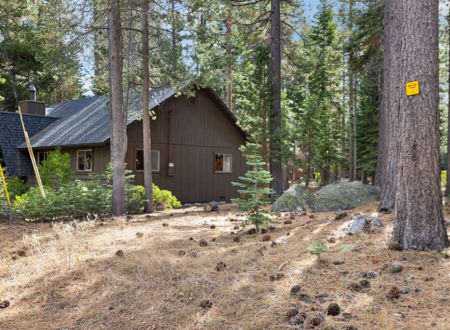 Nestled amongst towering pine trees, this charming brown cabin offers a serene retreat.