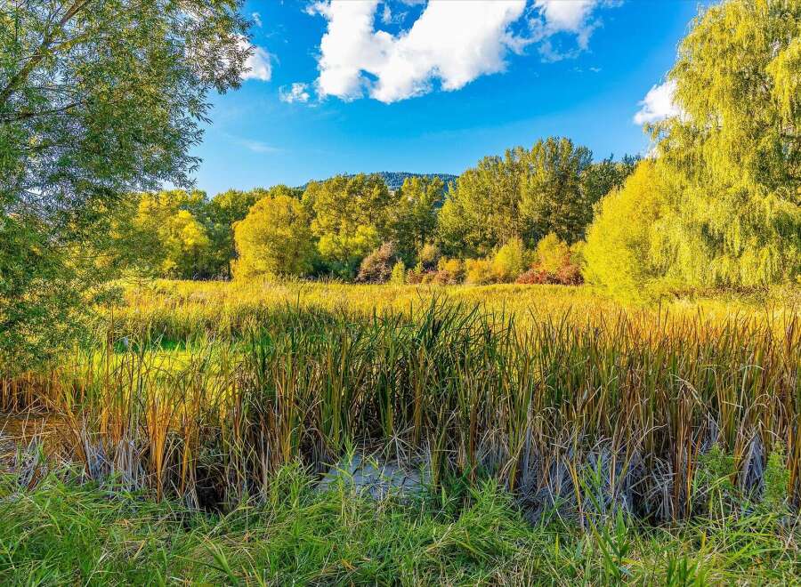Experience the beauty of nature with this stunning landscape, featuring a vibrant marshland teeming with cattails and lush greenery.