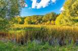 Experience the beauty of nature with this stunning landscape, featuring a vibrant marshland teeming with cattails and lush greenery.