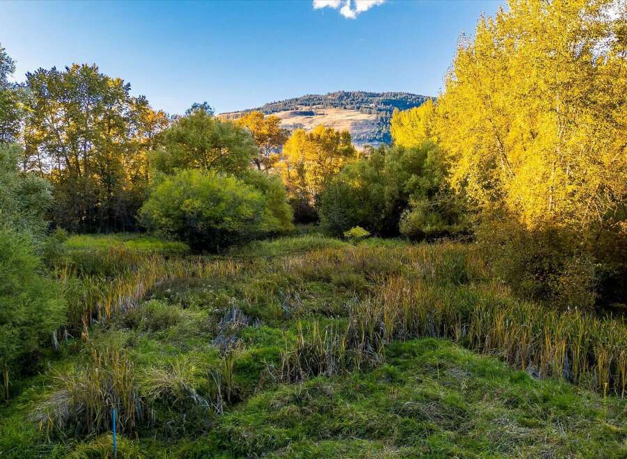 Experience the beauty of autumn with this stunning landscape featuring vibrant yellow trees and lush green foliage.