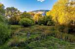 Experience the beauty of autumn with this stunning landscape featuring vibrant yellow trees and lush green foliage.