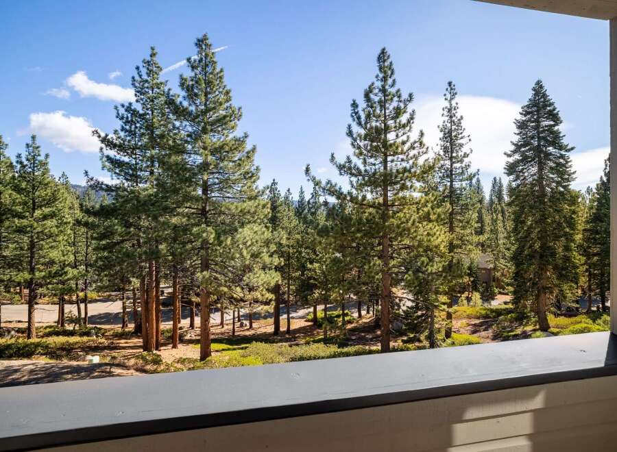 Experience the serene beauty of a mountain retreat with this stunning view of a dense pine forest.