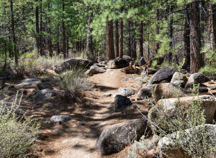 Discover your dream home nestled within a serene pine forest, offering a tranquil escape from the everyday.