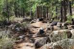 Discover your dream home nestled within a serene pine forest, offering a tranquil escape from the everyday.