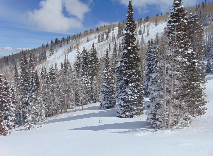 Snowy mountainside with tall evergreen trees dusted with fresh powder.