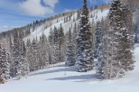 Snowy mountainside with tall evergreen trees dusted with fresh powder.