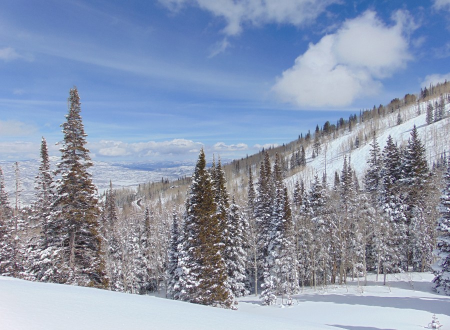 Snowy mountainside with tall evergreen trees dusted with fresh powder under a bright blue sky.