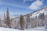 Snowy mountainside with tall evergreen trees dusted with fresh powder under a bright blue sky.