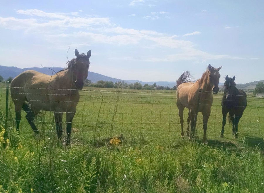 Picturesque ranch property featuring three horses grazing in a lush green pasture, enclosed by a wire fence.