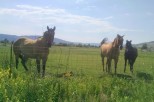 Picturesque ranch property featuring three horses grazing in a lush green pasture, enclosed by a wire fence.