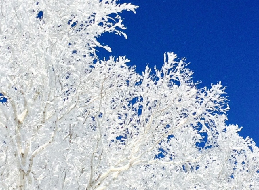 Experience the serene beauty of winter with this stunning image.