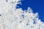 Experience the serene beauty of winter with this stunning image.
