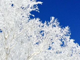 Experience the serene beauty of winter with this stunning image.