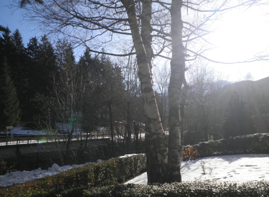 Enjoy the serene beauty of this property, surrounded by lush greenery and a blanket of snow.