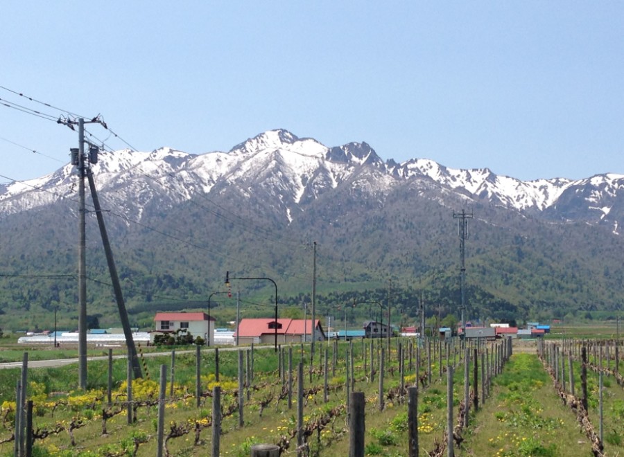 This serene vineyard boasts stunning views of snow-capped mountains in the background.