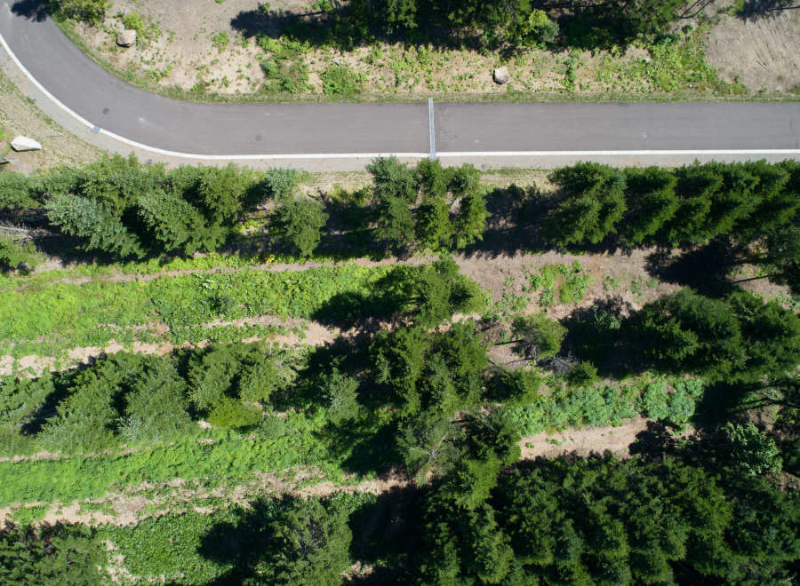 Aerial view of a paved path curving through a lush green forest.