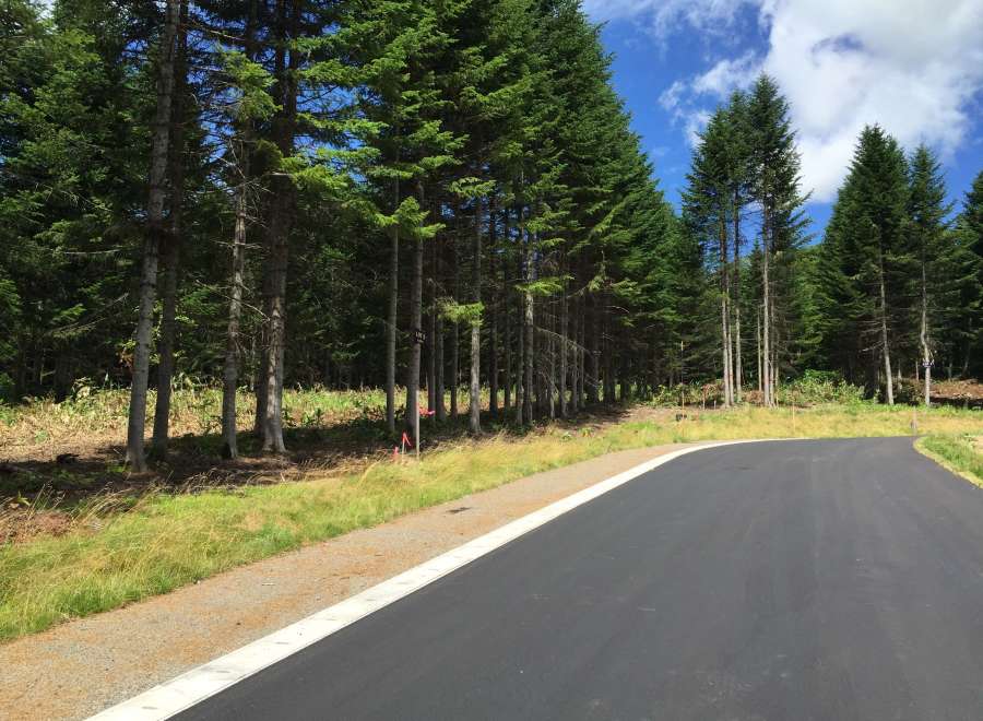Newly paved road winds through a lush forest of evergreen trees, showcasing serene natural beauty.