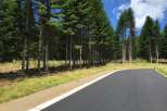 Newly paved road winds through a lush forest of evergreen trees, showcasing serene natural beauty.