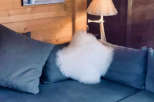 Cozy living room with a modern sectional sofa and a fluffy white pillow.