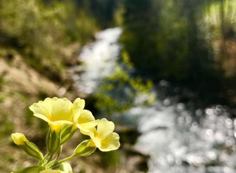Discover the beauty of nature with this stunning image.
