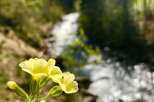 Discover the beauty of nature with this stunning image.