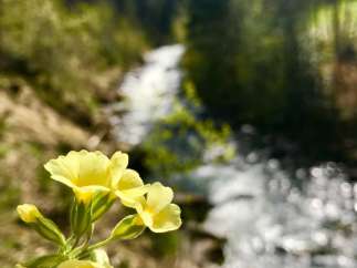 Discover the beauty of nature with this stunning image.