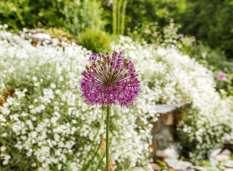 A vibrant purple allium flower stands tall in a lush garden setting.