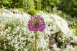 A vibrant purple allium flower stands tall in a lush garden setting.