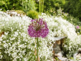 A vibrant purple allium flower stands tall in a lush garden setting.