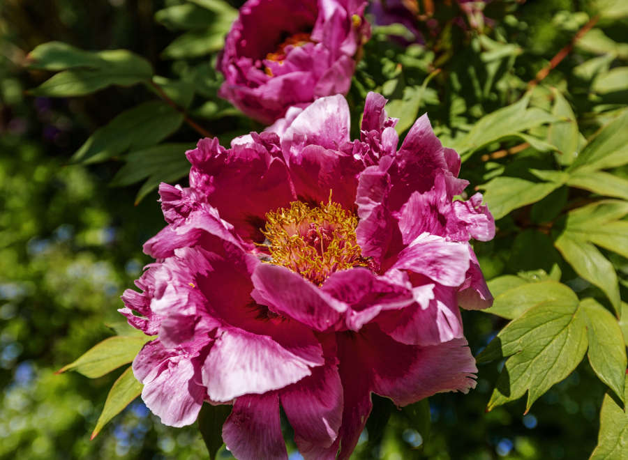 A stunning close-up captures the vibrant beauty of a peony flower in full bloom.
